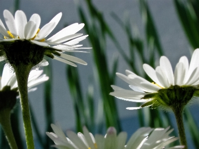 Nature grass blossom plant Photo