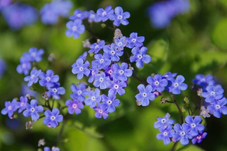 Blossom plant flower bloom Photo