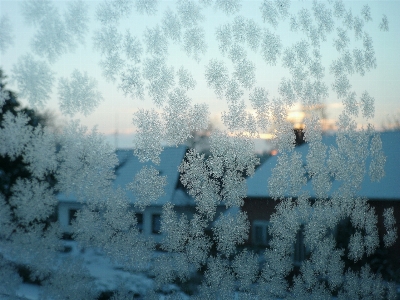 Tree snow cold winter Photo