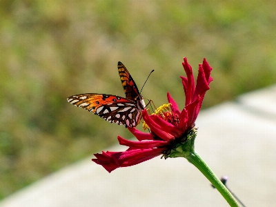 Nature outdoor blossom wing Photo