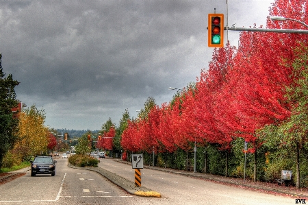 Ağaç bitki yol yaprak Fotoğraf