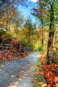 Landscape tree nature forest Photo