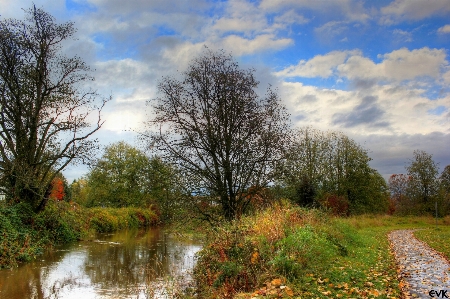 Landscape tree nature forest Photo