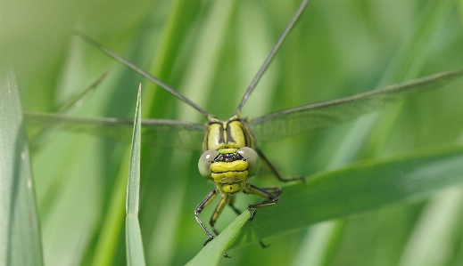 Photography green insect close Photo