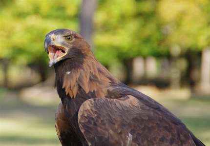 Vogel flügel tierwelt schnabel Foto