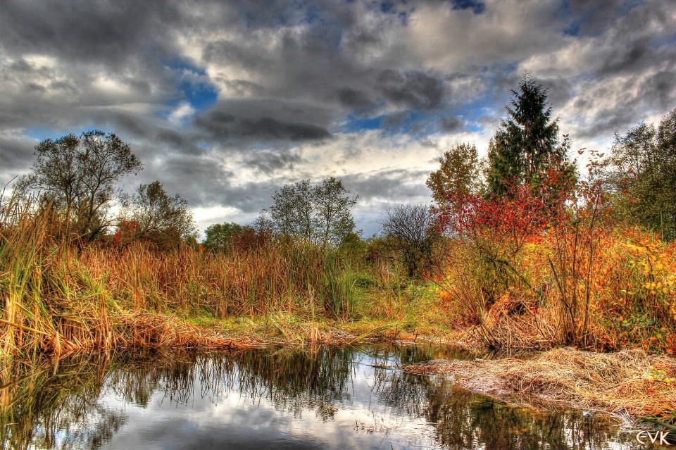 Landschaft baum wasser natur