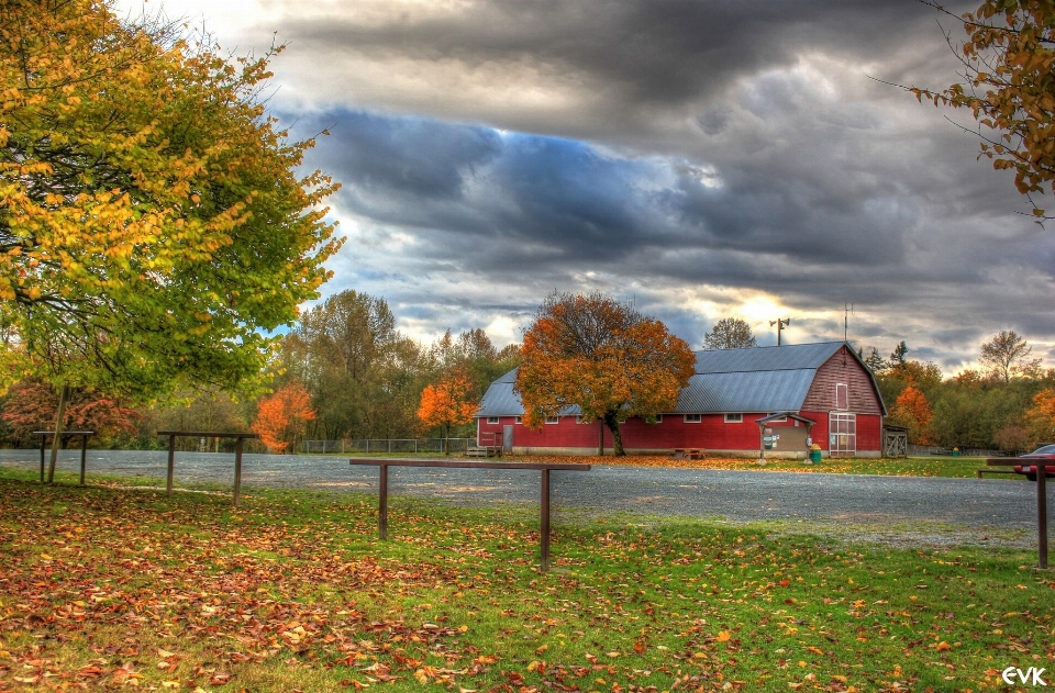 Paysage arbre nature herbe