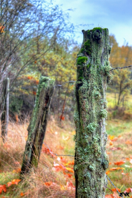 Albero natura foresta erba