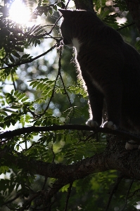 Tree nature forest branch Photo