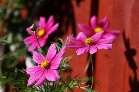 自然 植物 花 花弁 写真