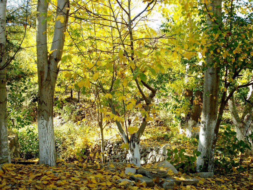 Albero natura foresta selvaggia
