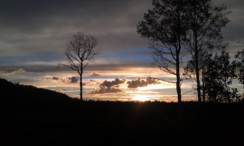 Foto árvore natureza horizonte nuvem