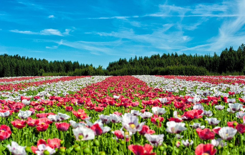 Landschaft anlage feld wiese
