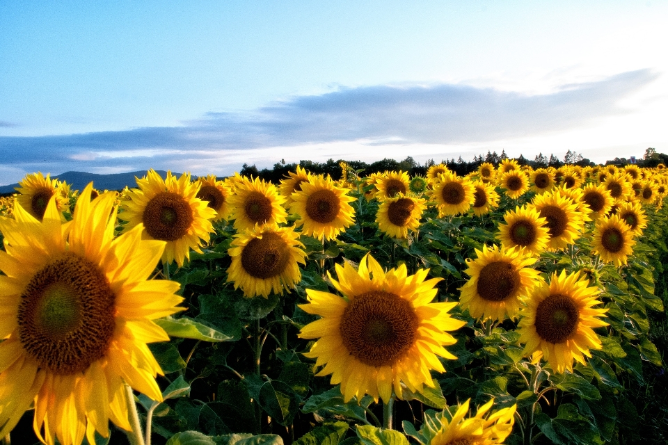 Blüte anlage feld blume