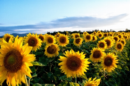 Blossom plant field flower Photo