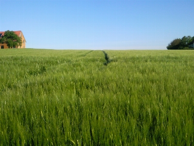 Nature grass marsh plant Photo