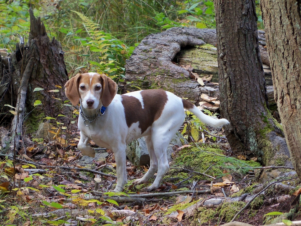 Chiot chien mammifère fauna