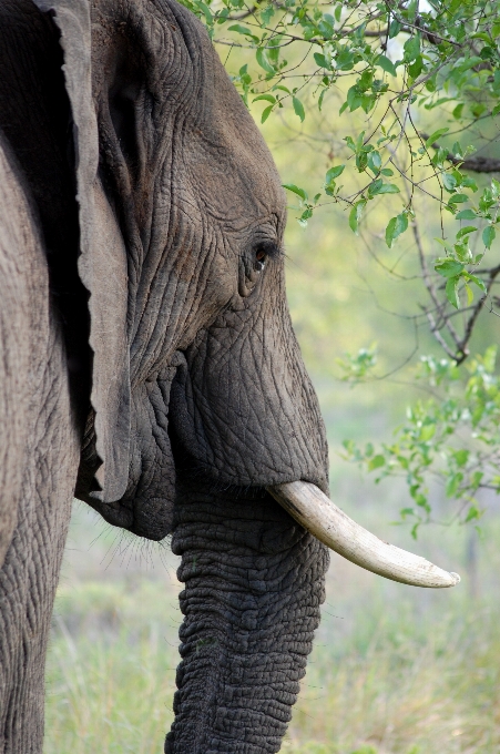 Tier tierwelt säugetier mähne
