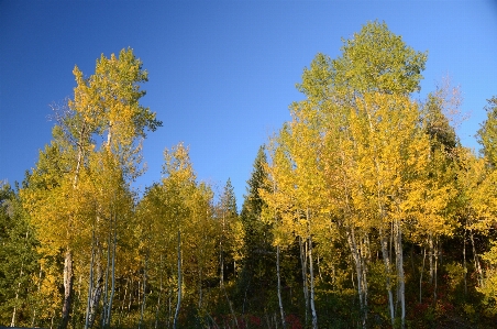 Landscape tree nature forest Photo