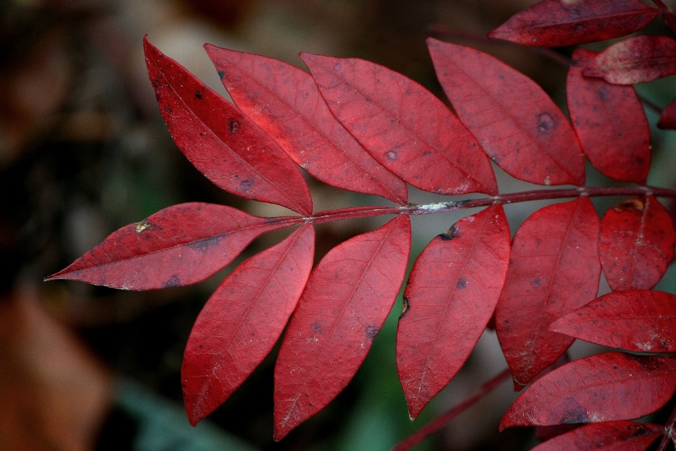 Baum zweig anlage blatt