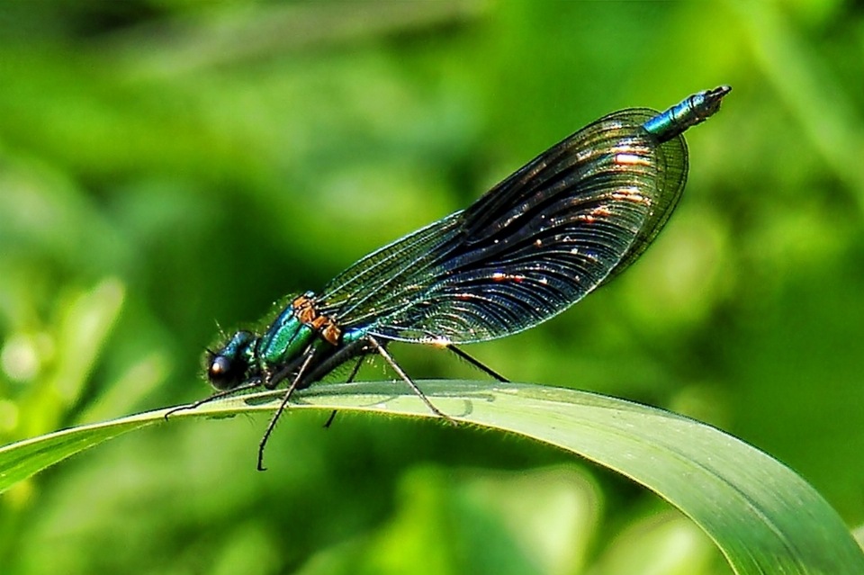 Nature wing photography flower