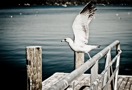 Sea water ocean bird Photo