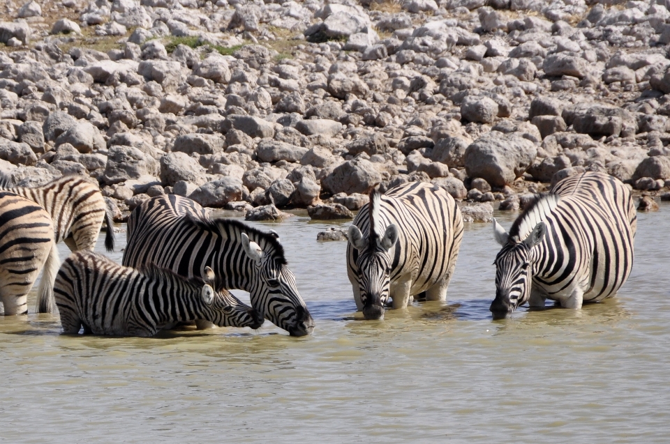 Wasser tier tierwelt herde