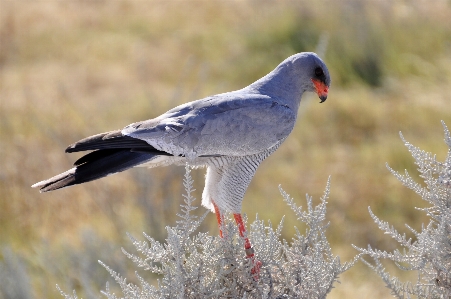 Foto Alam burung sayap satwa