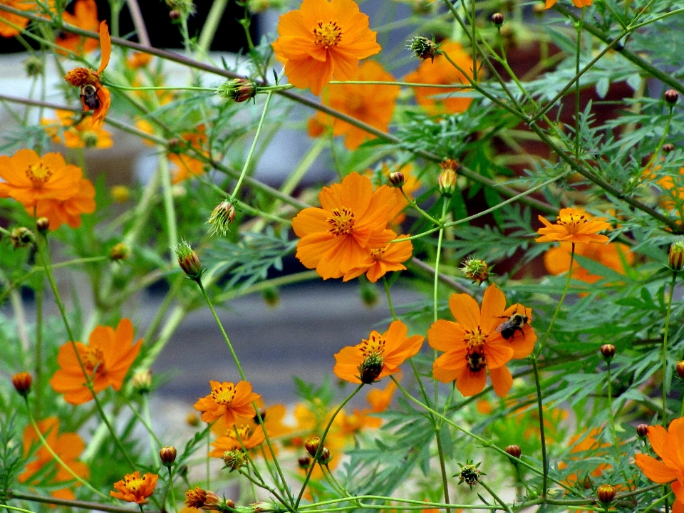 Natur blüte anlage wiese
