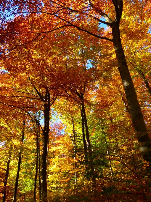 Tree forest branch plant