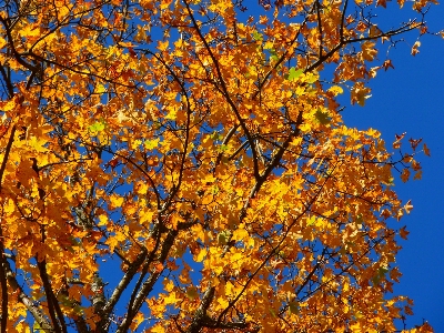 Foto Albero ramo pianta luce del sole