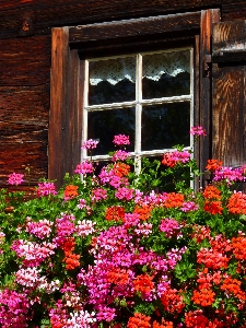 Plant wood flower window Photo