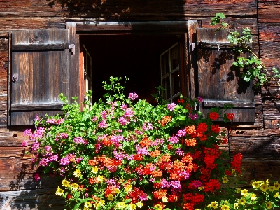 Plant wood flower window Photo