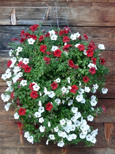 Plant white flower rose Photo