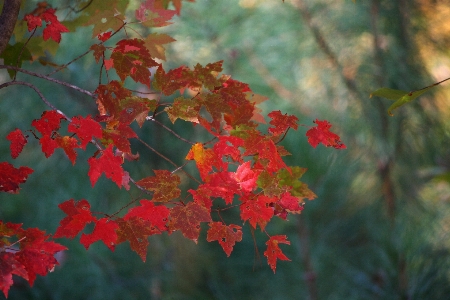 Tree nature forest outdoor Photo