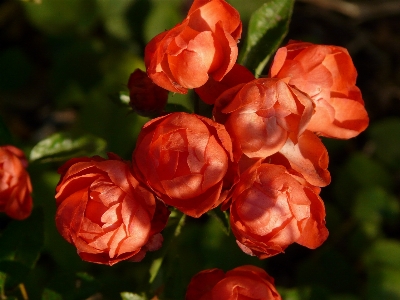 Plant flower petal rose Photo