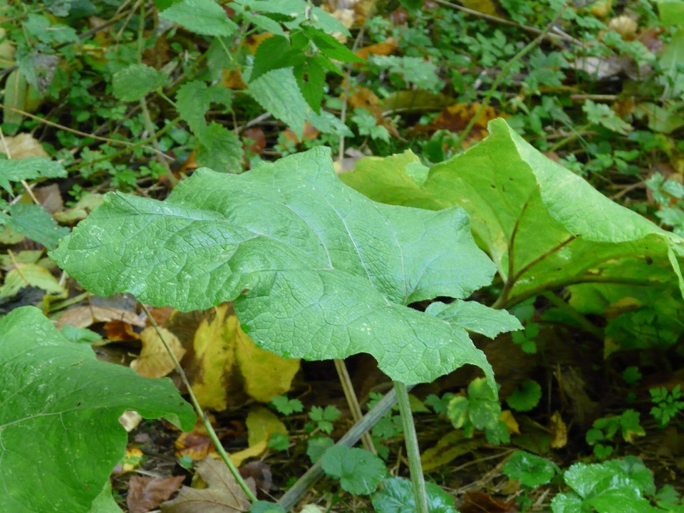 árbol planta hoja flor