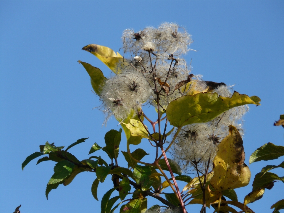 Arbre nature bifurquer fleurir