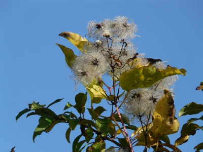 Tree nature branch blossom Photo