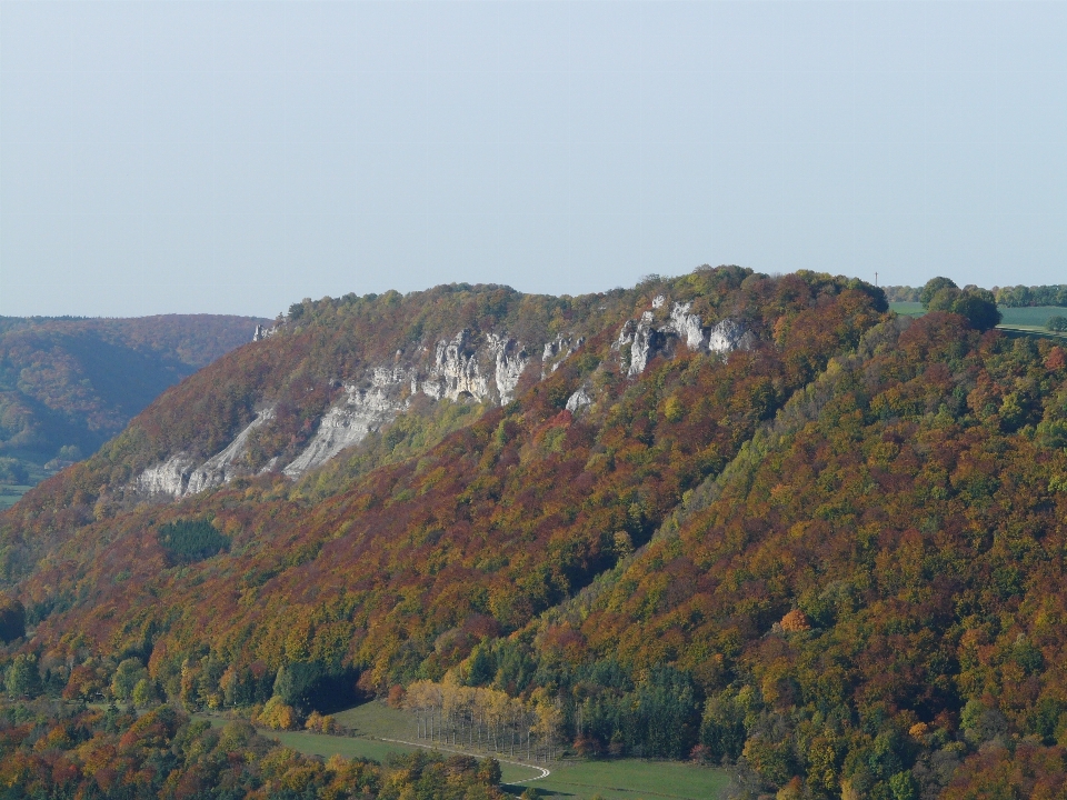 Landscape tree nature forest