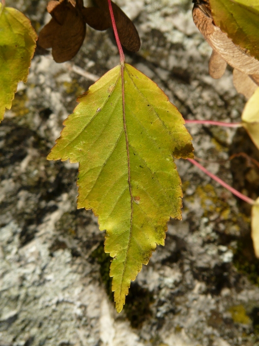 Albero natura ramo pianta