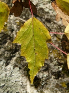 Tree nature branch plant Photo