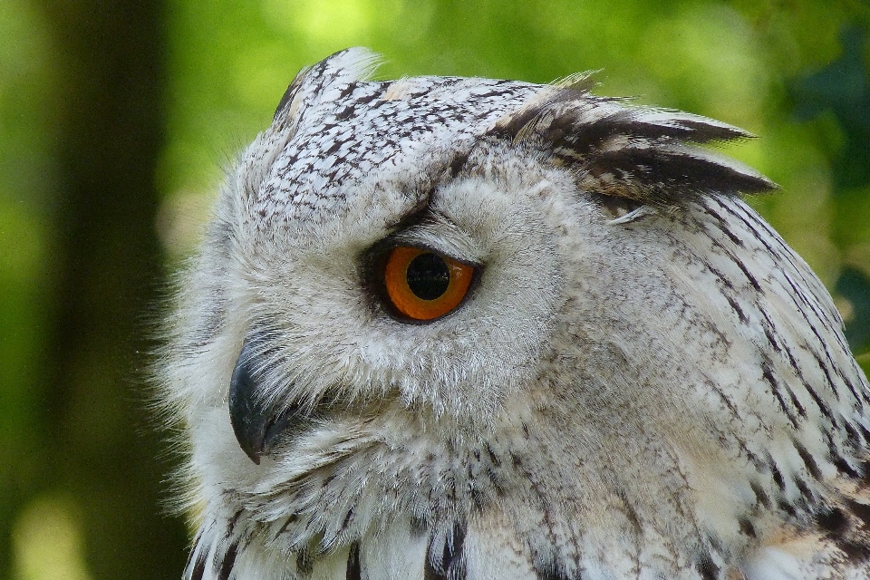 Natura las ptak skrzydło