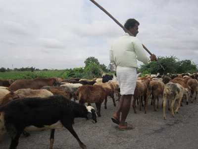 Man farm countryside flock Photo