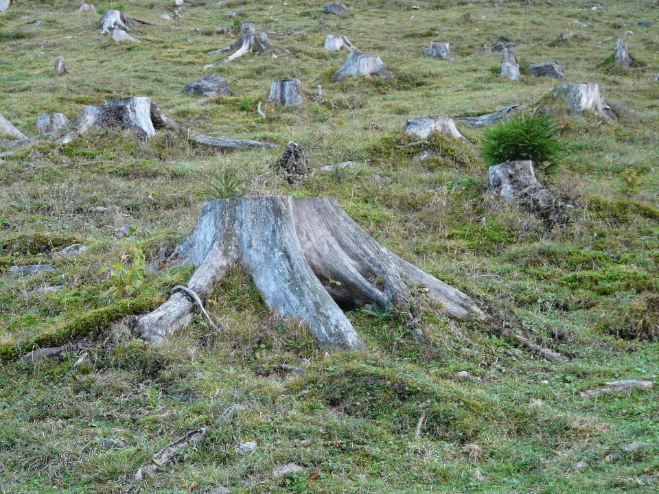 Tree forest wilderness wood