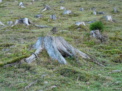 Tree forest wilderness wood Photo