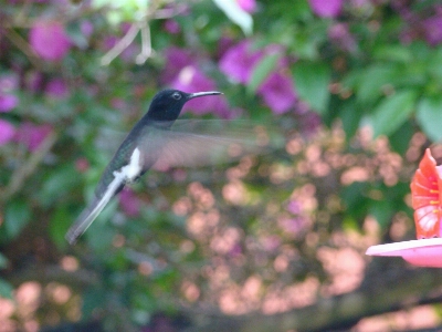 Nature branch bird flower Photo