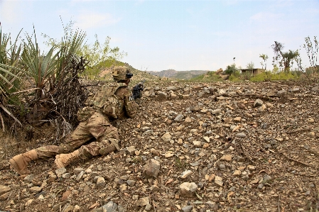 Foto Pohon bidang mengeksplorasi militer