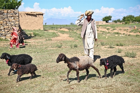 Man working grass outdoor Photo