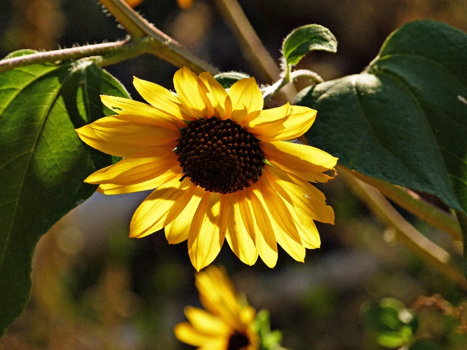 Natur anlage blatt wüste